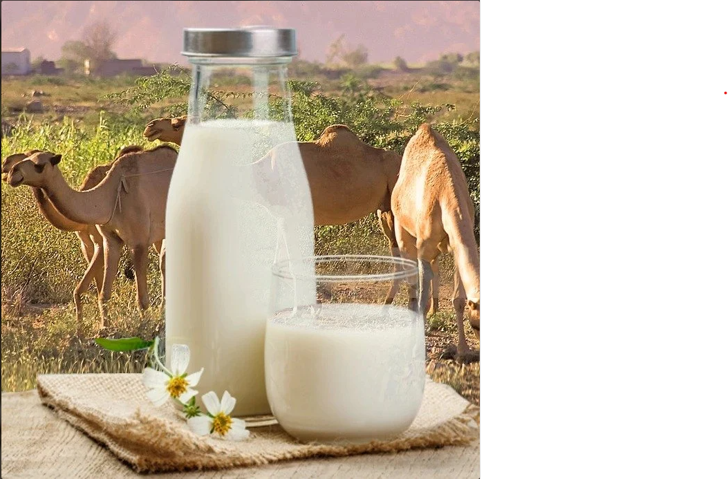 BEST CAMEL MILK POWDER SUPPLIER AND EXPORTER IN Gujarat